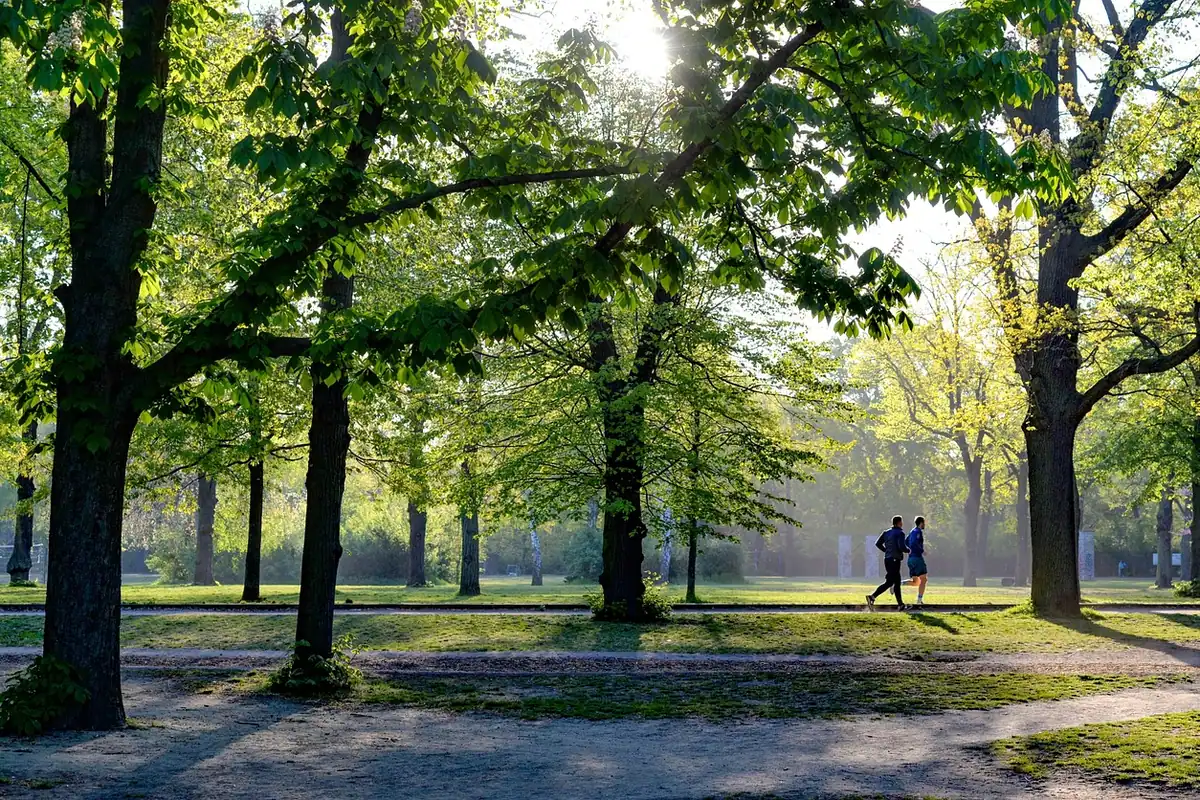 Alee dintr-un parc străbătută dimineața, pentru o plimbare liniștită și activă